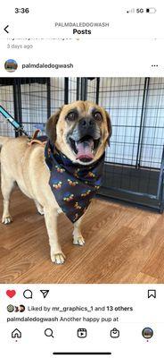 Wash and nail cut on this handsome boy ! Very sweet boy!