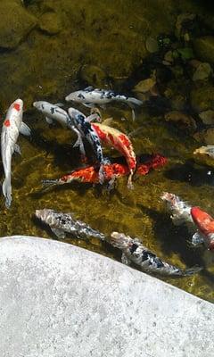 Peaceful Koi Pond.