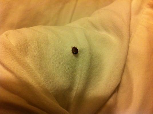 Bed bug