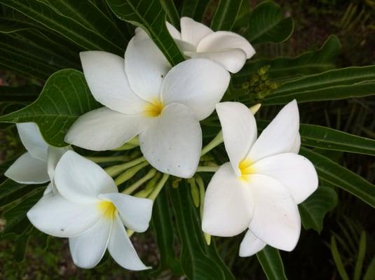 Yoga in the Garden renews, restores, and refreshes your being.