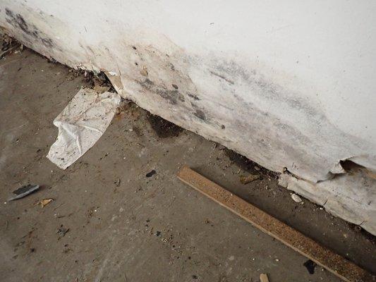 mold growth