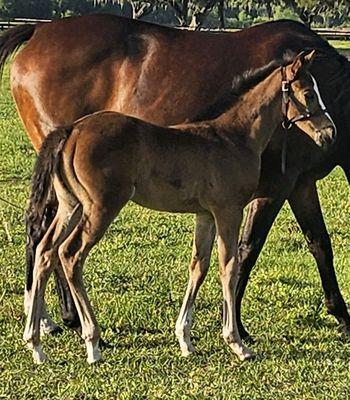 Mare and foal