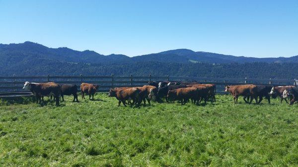 Working cattle in our corrals.