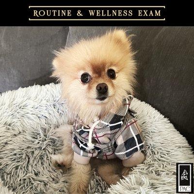 Routine & wellness vet exams