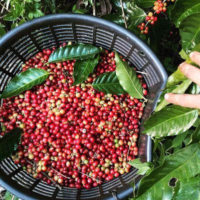 A basket full of red ripe coffee cherries