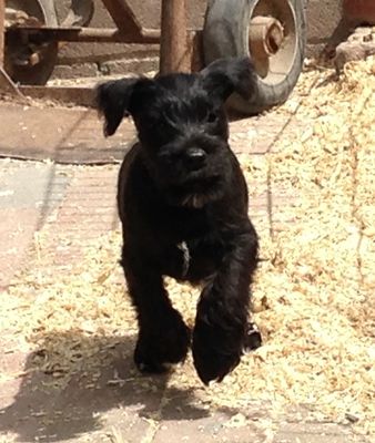 Oliver at Skansen - Oct 2014