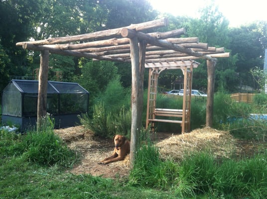 Hardy kiwi arbor made of black locust at a client's home in Frederick