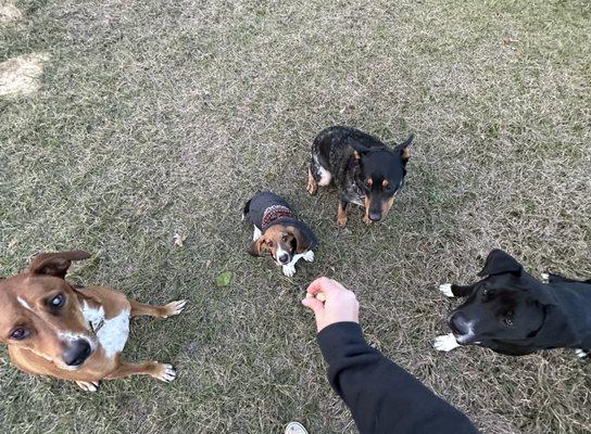 Willie, Fred, Ranger, & Dixie