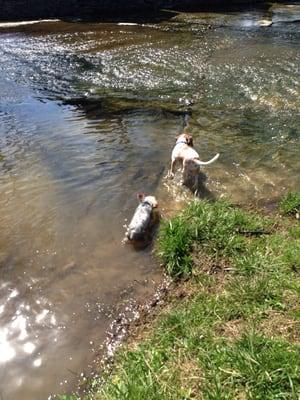 My pups enjoying the cold water lol