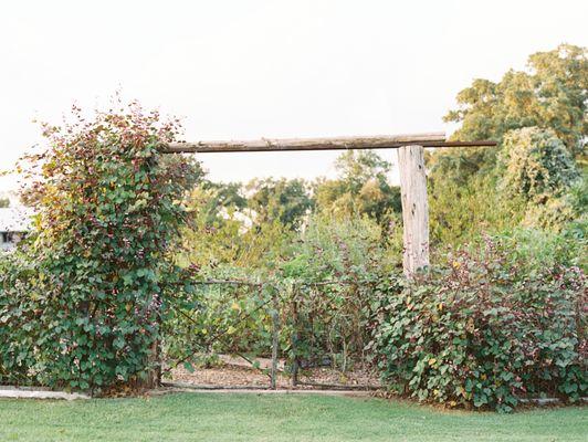 Kitchen Garden