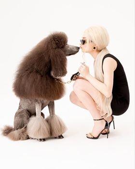 They are real stars and love standard poodles !