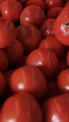 Beautiful plump grown tomatoes