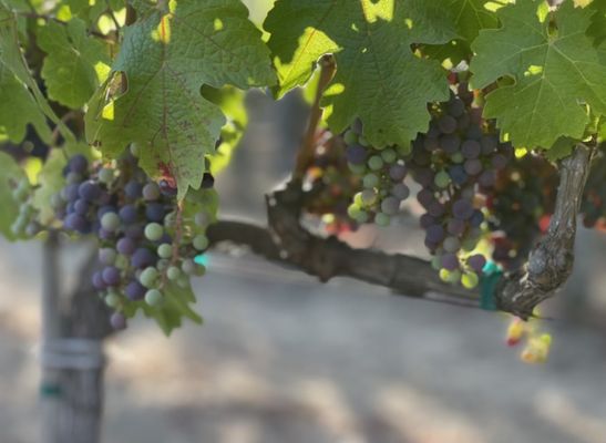 Wine tours of Napa and Sonoma Valleys, and beyond