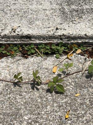 Uneven sidewalk that caused client to fall while riding his bicycle