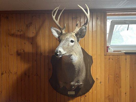 Schwarz Studio Taxidermy