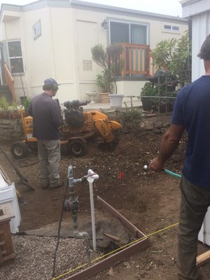 Tree stump removal - Soquel Tree Service