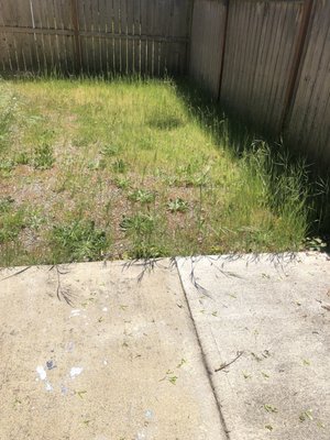 Backyard (before)