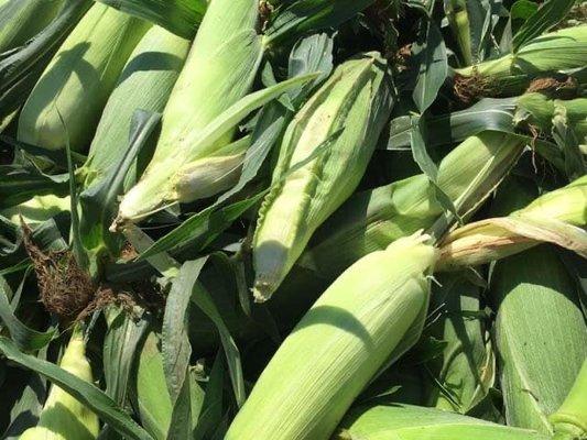 Best Corn either grab some to  go or with him and pick your own.