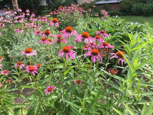 With Jon taking care of our lawn, I have more time to work on my butterfly garden.