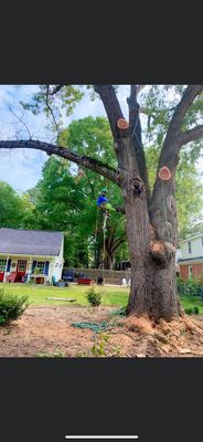 Removing branches of a tree