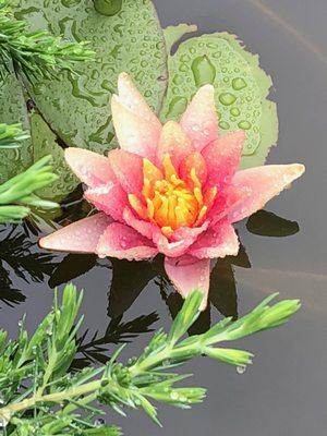 pond lilly