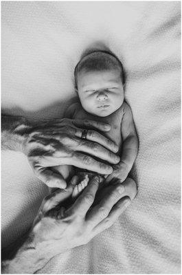 Dads hands on newborn baby black and white photo