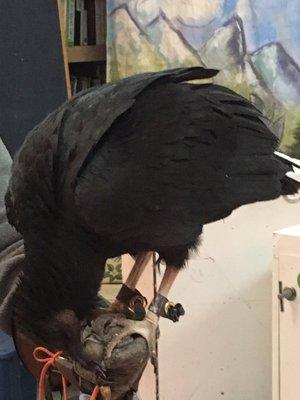 Black vulture Osiris here for a visit during Frozen Dead Guy Days