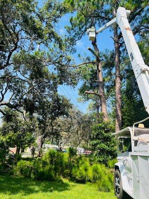 Tendero Tree Trimming