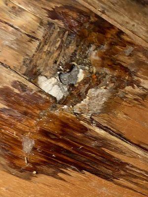 Close up of the water damage in the bedroom ceiling left uncovered for months. Rent fully demanded, rent fully paid.