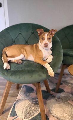 Pip, an adorable puppy, posing like a superstar in a green chair.