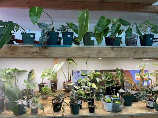 inside plant shop