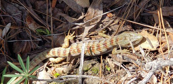 Alligator lizard.