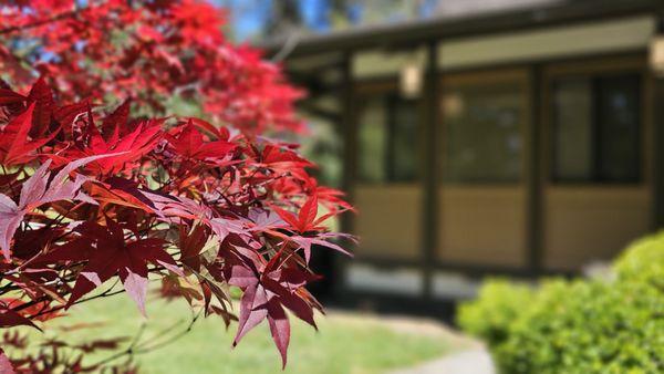 Japanese Friendship Garden