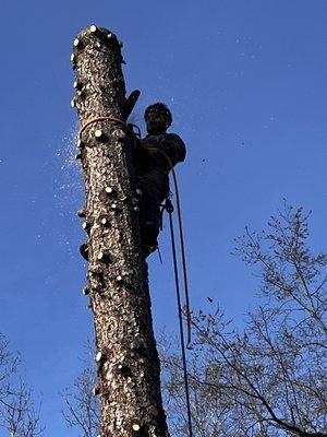 Tree climber takeing down pine tree