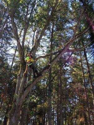 Making this tree safe.