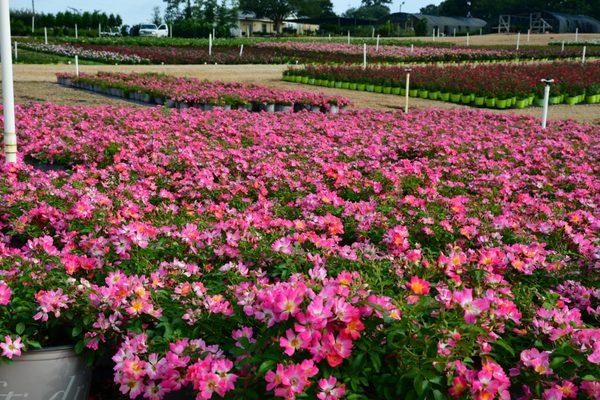 Pink Drift Roses.