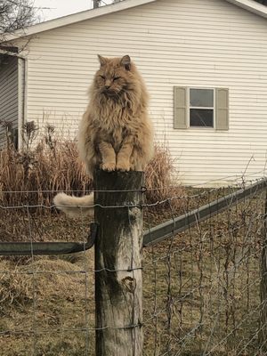 Rudy, the farm cat. He runs this place