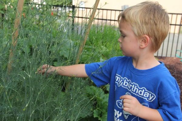 Henry, a student at the Nursery School, helps maintain the school's garden by pinching back the tyme.