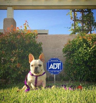 Your Pets Will Love the Protection of ADT