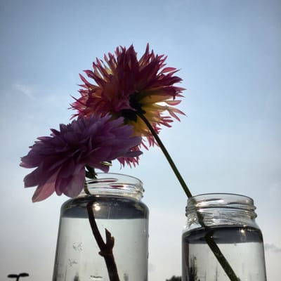 The two dahlias I purchased from Jenny's Flowers.