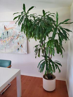 Dracaena as a statement piece in a home.