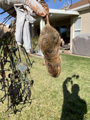 Gopher trapping