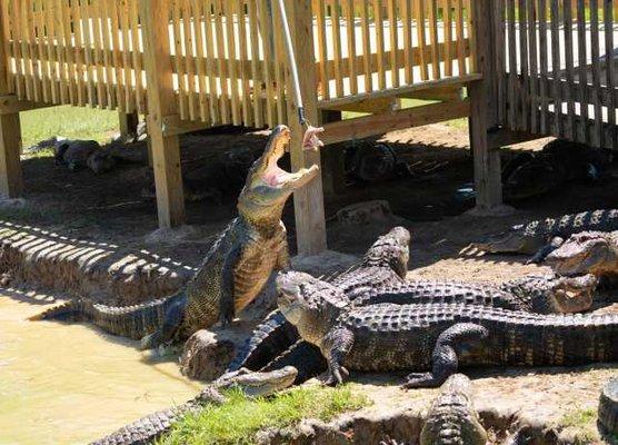 Gators and Friends, Greenwood LA