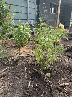 My tiny jalapeño and Serrano pepper plants.