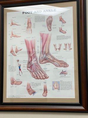 Foot and ankle diagram