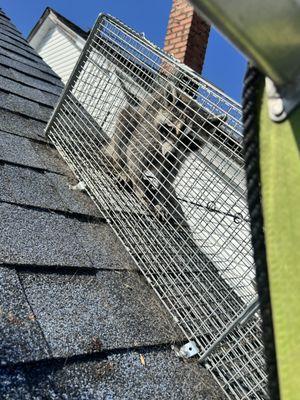 Raccoon removal