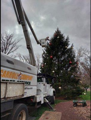 Carroll And Company Tree Service