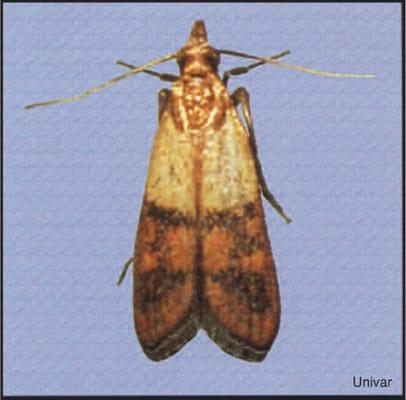 Mediterranean Meal Moth