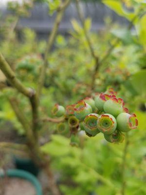 McSherry's Nursery And Garden Center