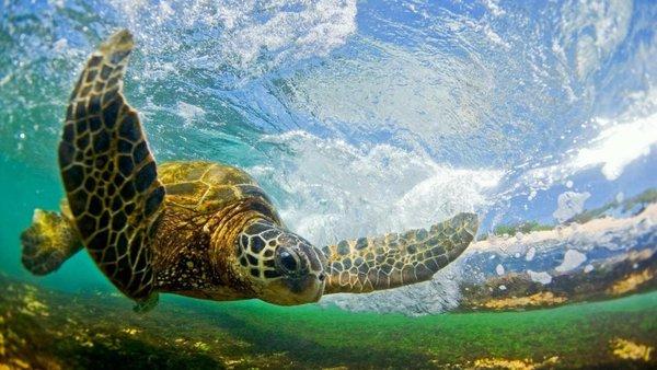 Hawaiian green sea turtle rides Oahu's gentle waves, gracefully merging ancient marine spirit with surf's rhythm. #unclerobstours